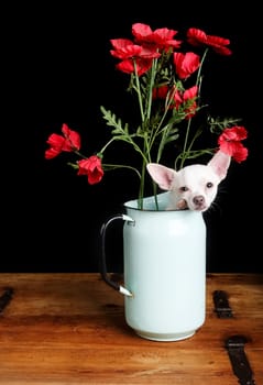 Chiwawa