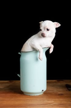 Worried Chihuahua
