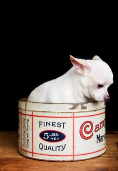Guilty Chiwawa