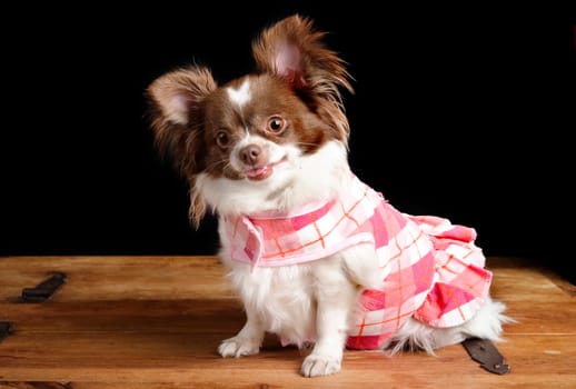 Pregnant Chiwawa