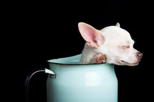 Resting Chihuahua