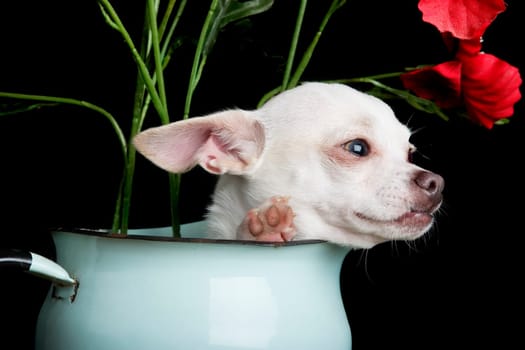 Chihuahua