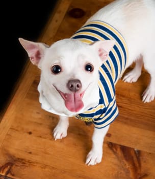 Eager Chihuahua