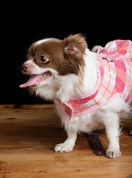 Chiwawa