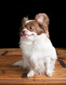 Chiwawa