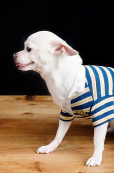 Male Chihuahua in Shirt