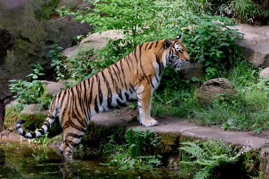 Tiger