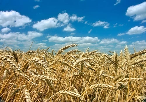 ripe corn with blue sky