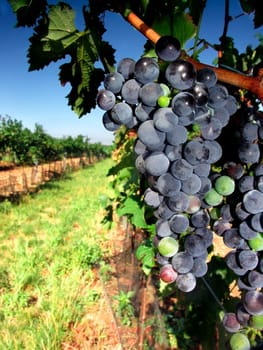Czech Republic - Moravian ripe blue vine na vineyard