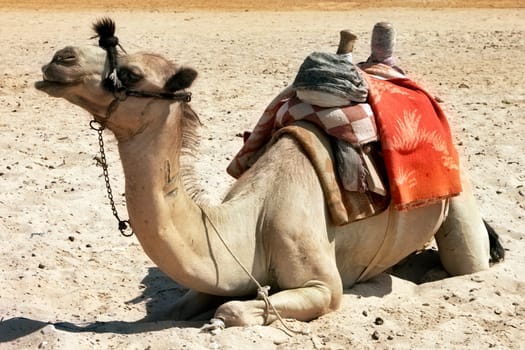 alone sitting camel in the desert