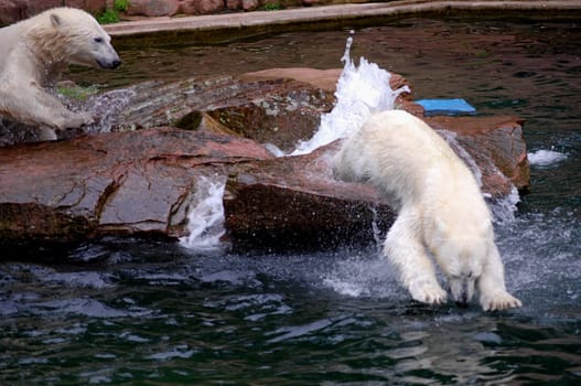 Polar Bears