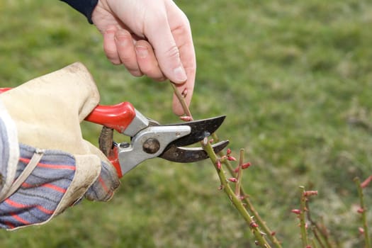 Gardening
