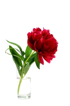 red peony