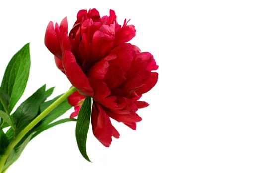 Peony