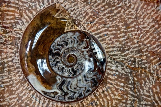 nautilus fossil in stone