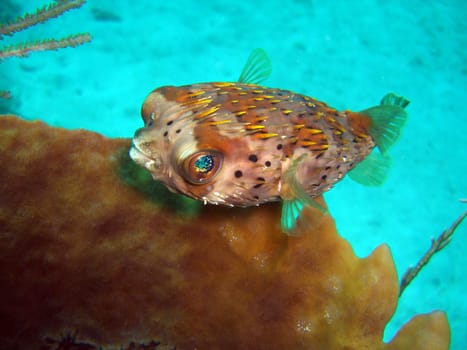 Balloon Hedgehogfish - Diodon holocanthus