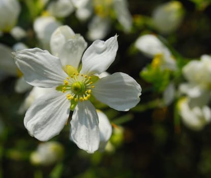 Poncirus Trifoliata Lemon Blossom