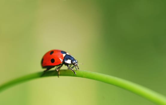 Ladybird