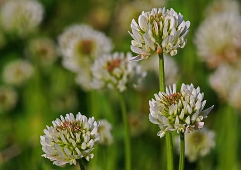 Clover Blossoms