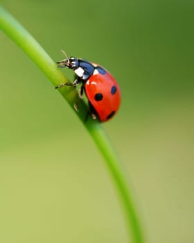 Ladybird