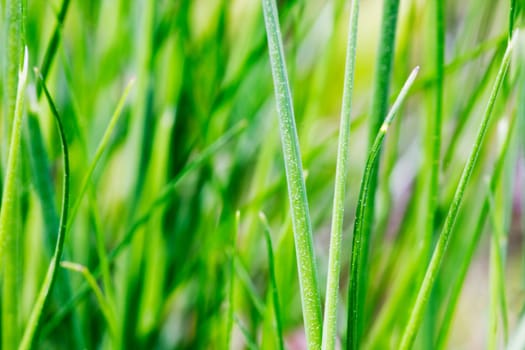 Grass Detail