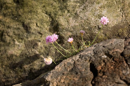 Thrift flower
