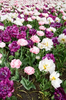 Flower Background
