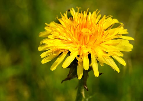 Dandelion Macro