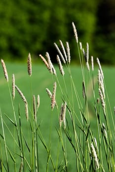 Wild Grass Background