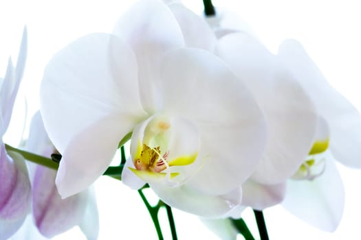 Orchid Flower Macro