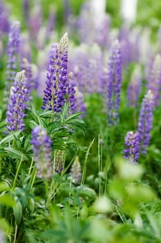 Purple Lupin Flower