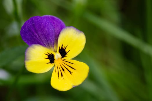 Purple and Yellow flower