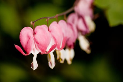 Bleeding Heart Flower