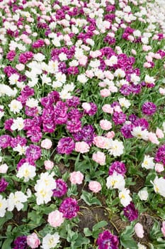 Flower Background