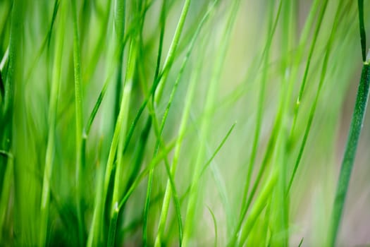 Grass Background