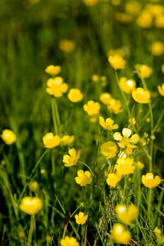 Buttercup Background