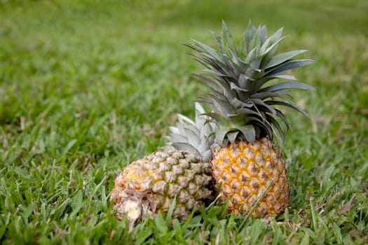 Pineapple