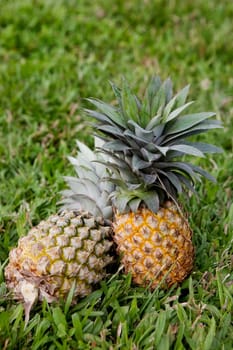 Pineapple