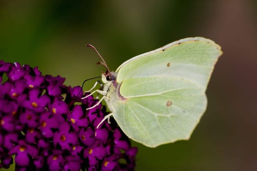 Brimstone Butterfly