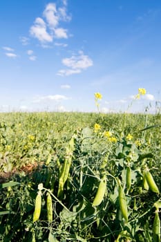 Pea Field