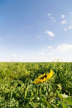 Wild Sunflower