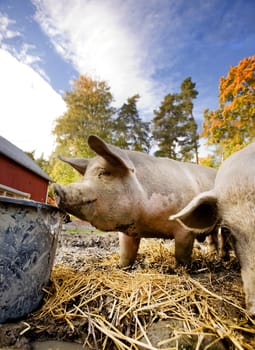 Pig at Water Bowl