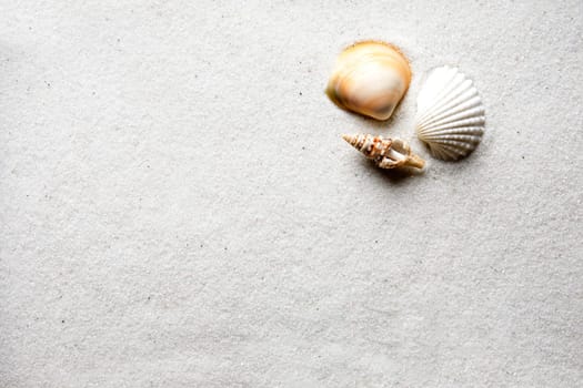 Sand Shell Background