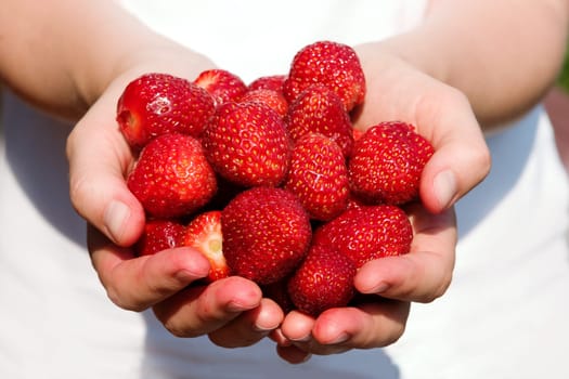 Fresh Strawberries