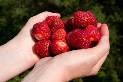 Fresh Picked Strawberries