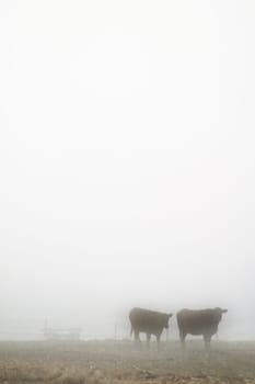 Cows in Fog