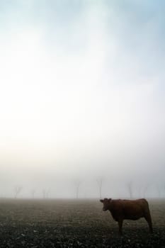 Cow in the Fog