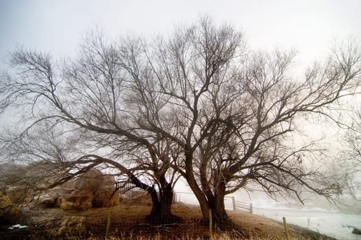 Tree in fog