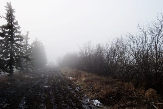 Foggy Tree Row