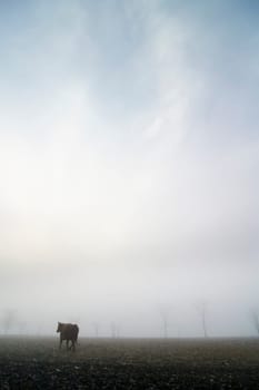 Cow in the Fog